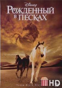 Рожденный в песках / Young Black Stallion, The